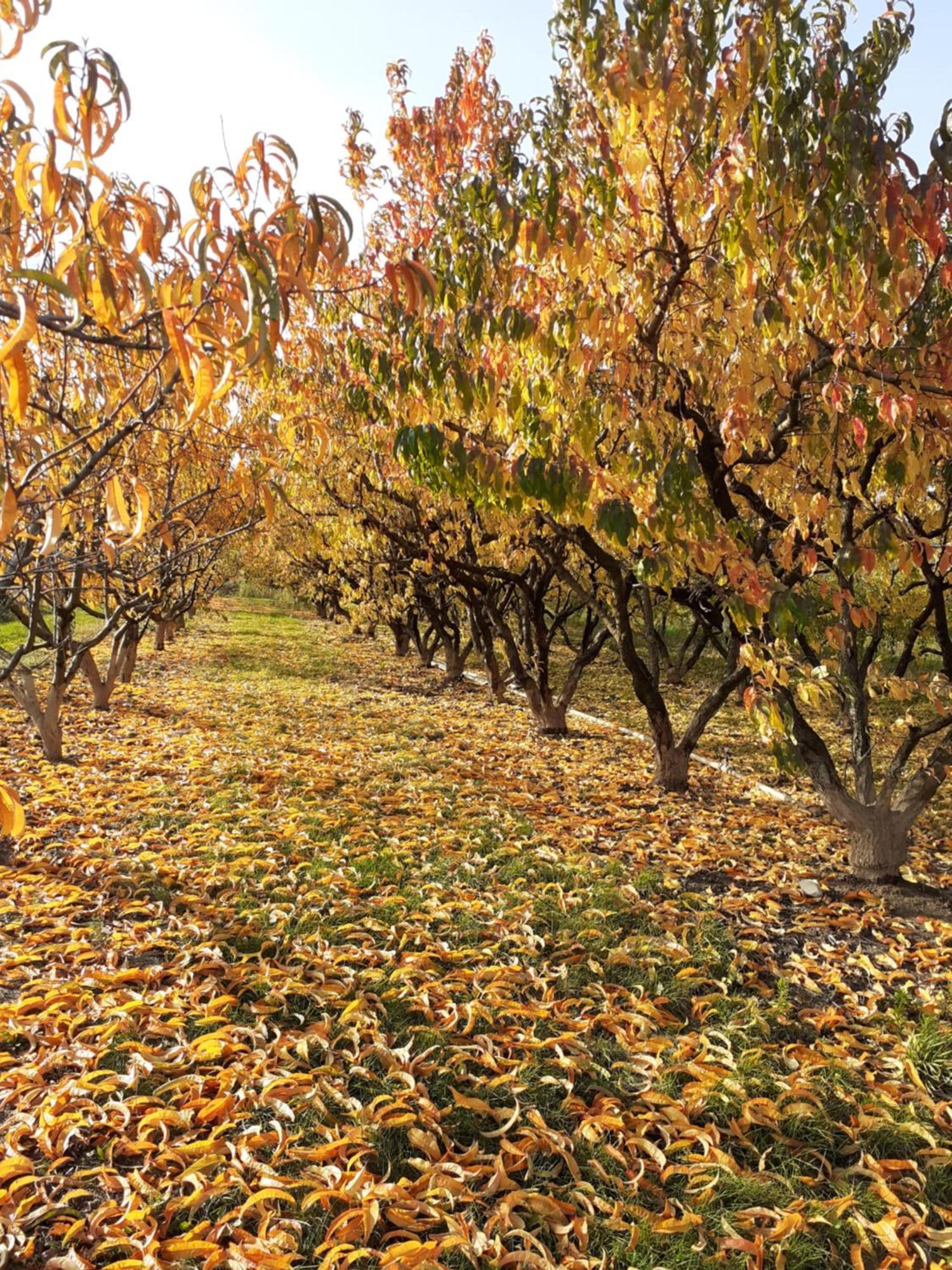 Aux Pieds Des Vignes Bed & Breakfast Ingersheim Bagian luar foto