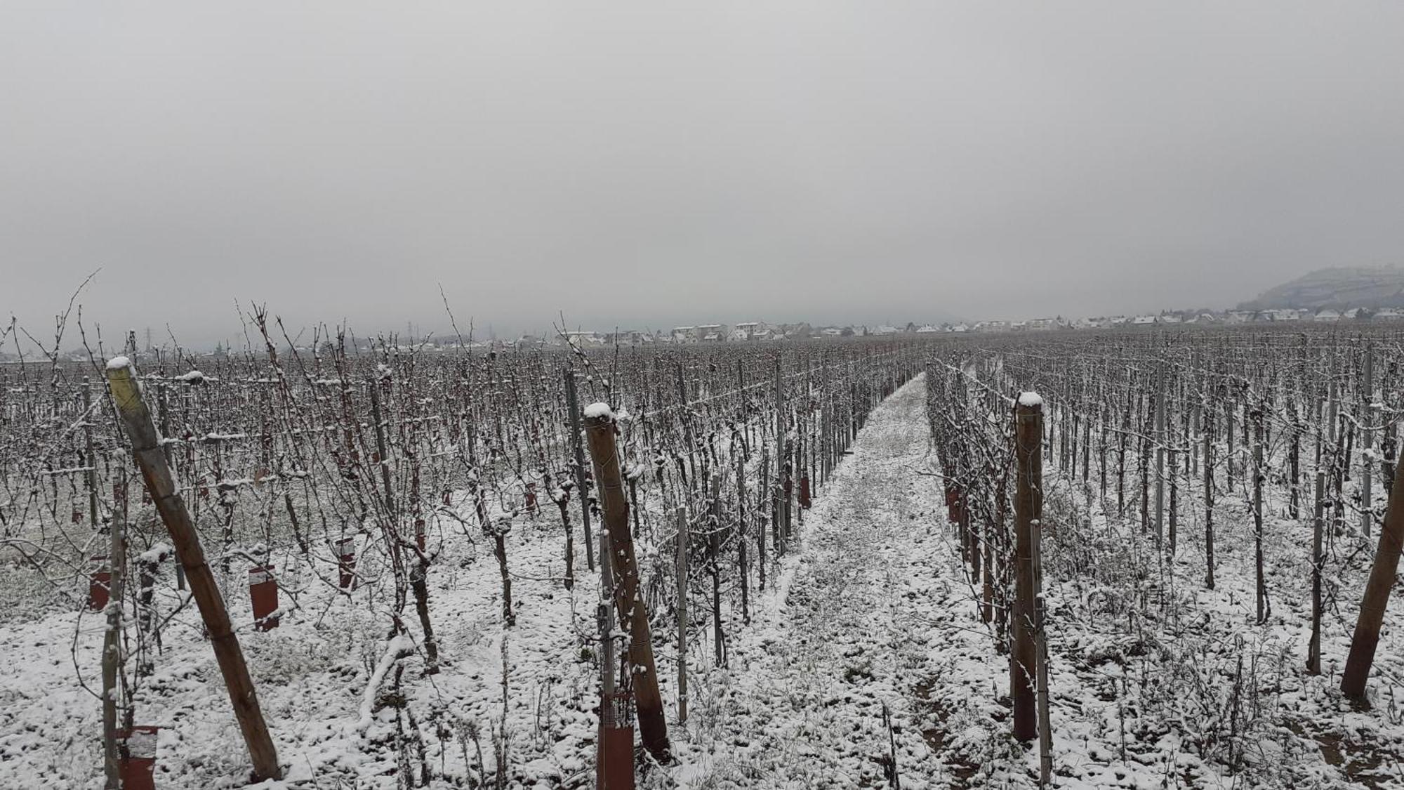 Aux Pieds Des Vignes Bed & Breakfast Ingersheim Bagian luar foto